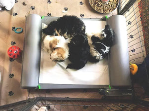 BrilliantPad Pro for Breeders with Grate