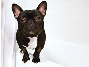 Tidy Shot Enzymatic Pet Cleaner