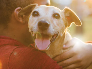 Tidy Shot Enzymatic Pet Cleaner