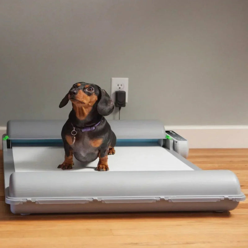 Small dog standing on a pet scanner in a living room setting.