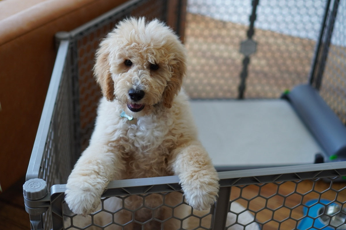 House Training Puppy to Use Brilliant Pad