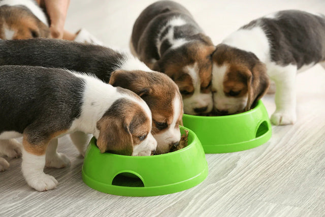 The importance of proper puppy nutrition and feeding practices