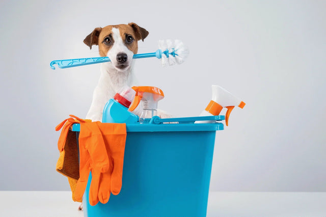 The importance of proper cleaning and disinfecting in kennels