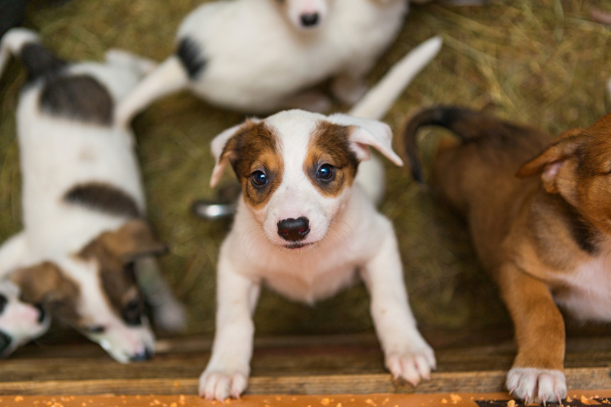 Fostering: How to Turn the Pandemic into Pride
