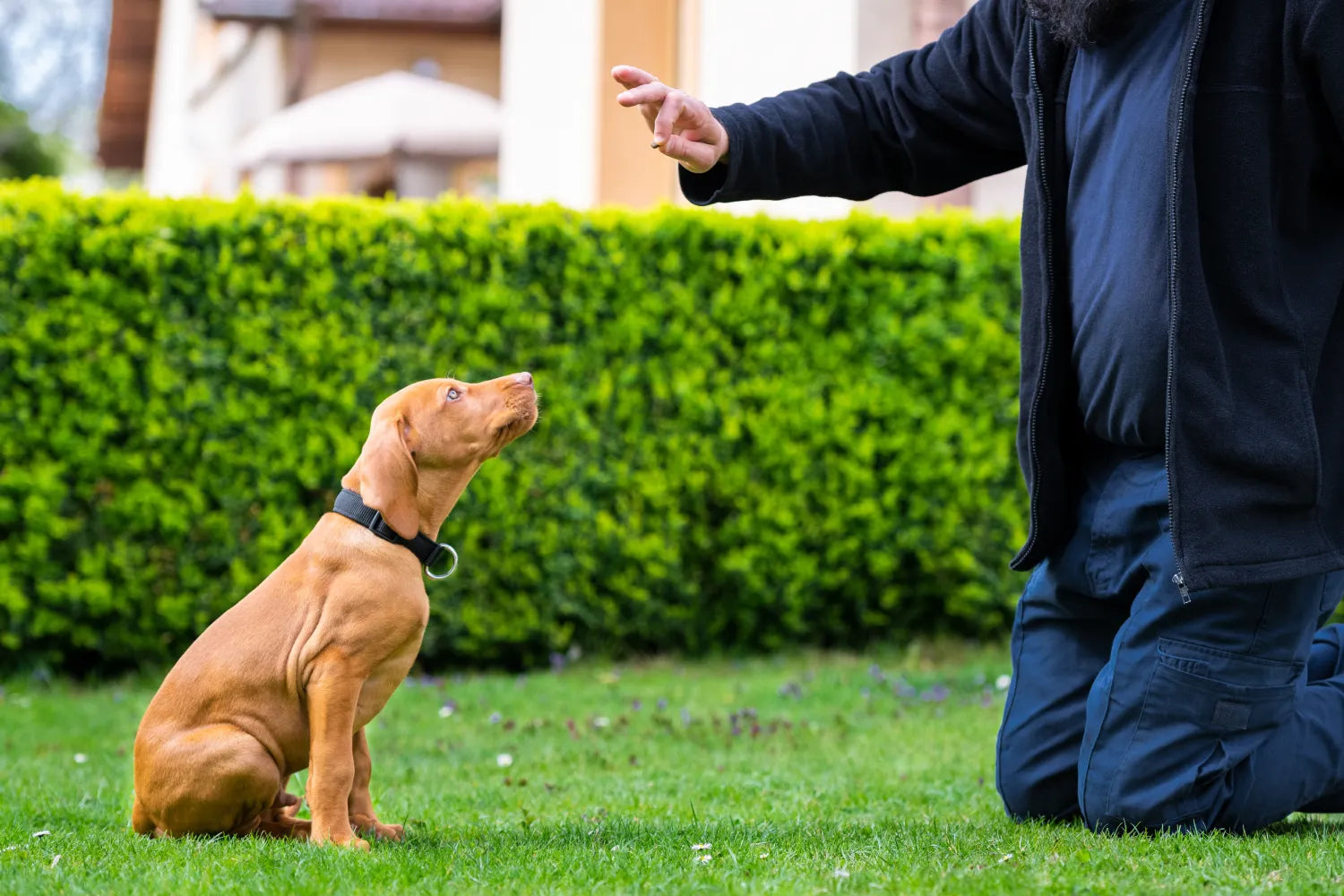 Find the Right Animal Trainer for Your Pup 
