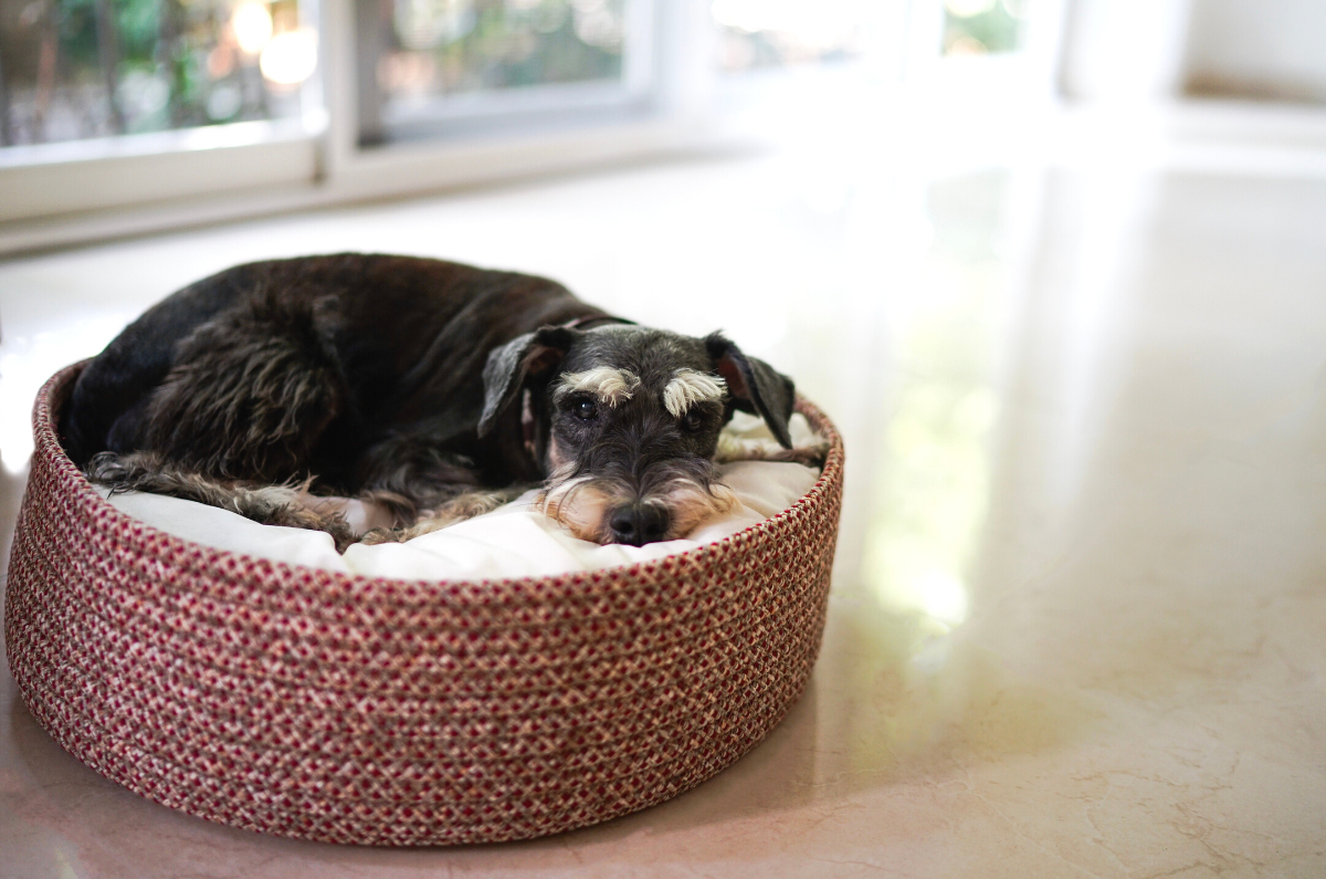Easing Your Dog's Anxiety