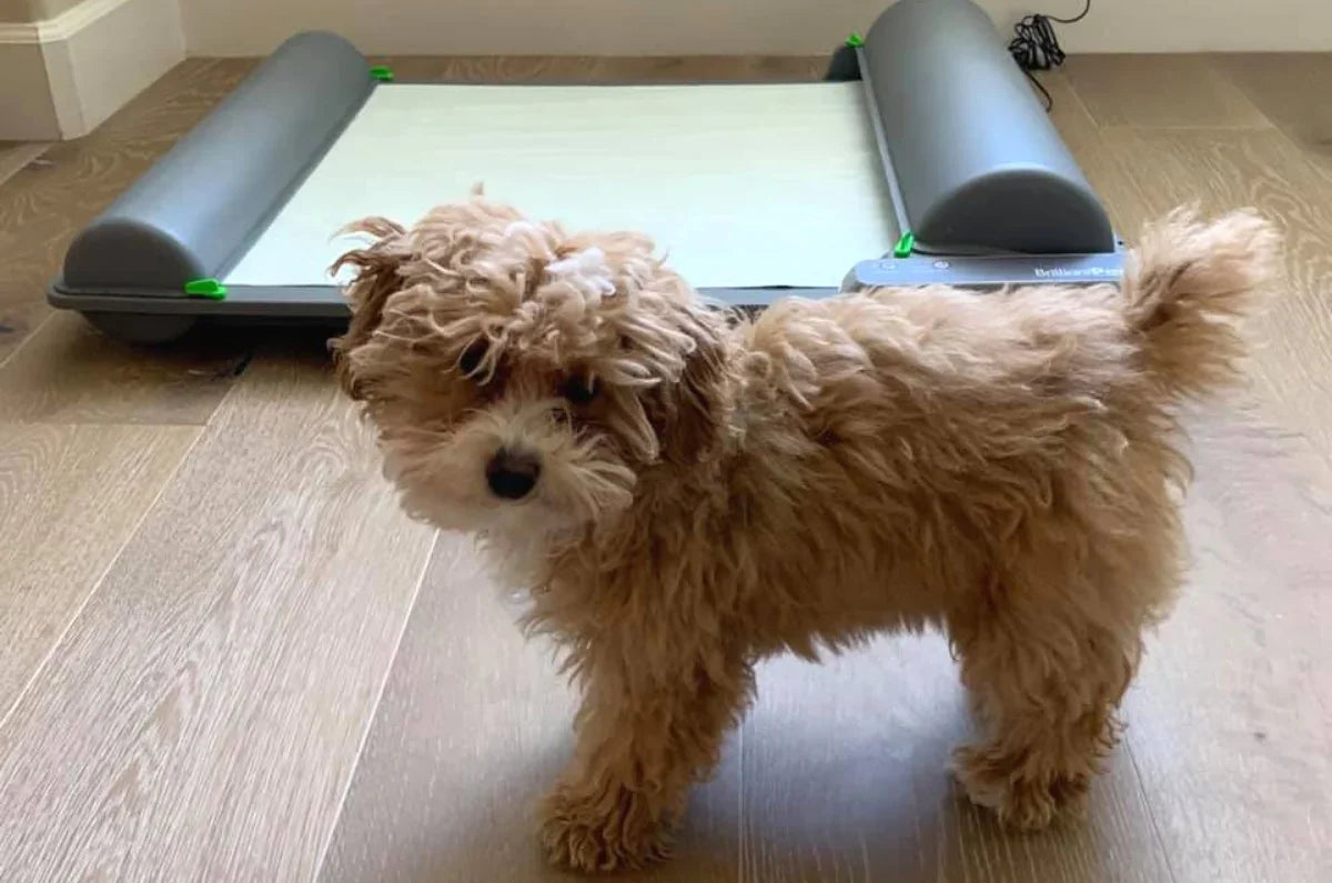 Male Dogs Brilliant Pad What you need to know BrilliantPad