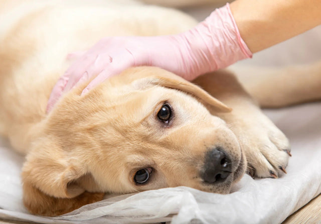 Parvo outbreaks on the rise: how breeders can protect their puppies and programs