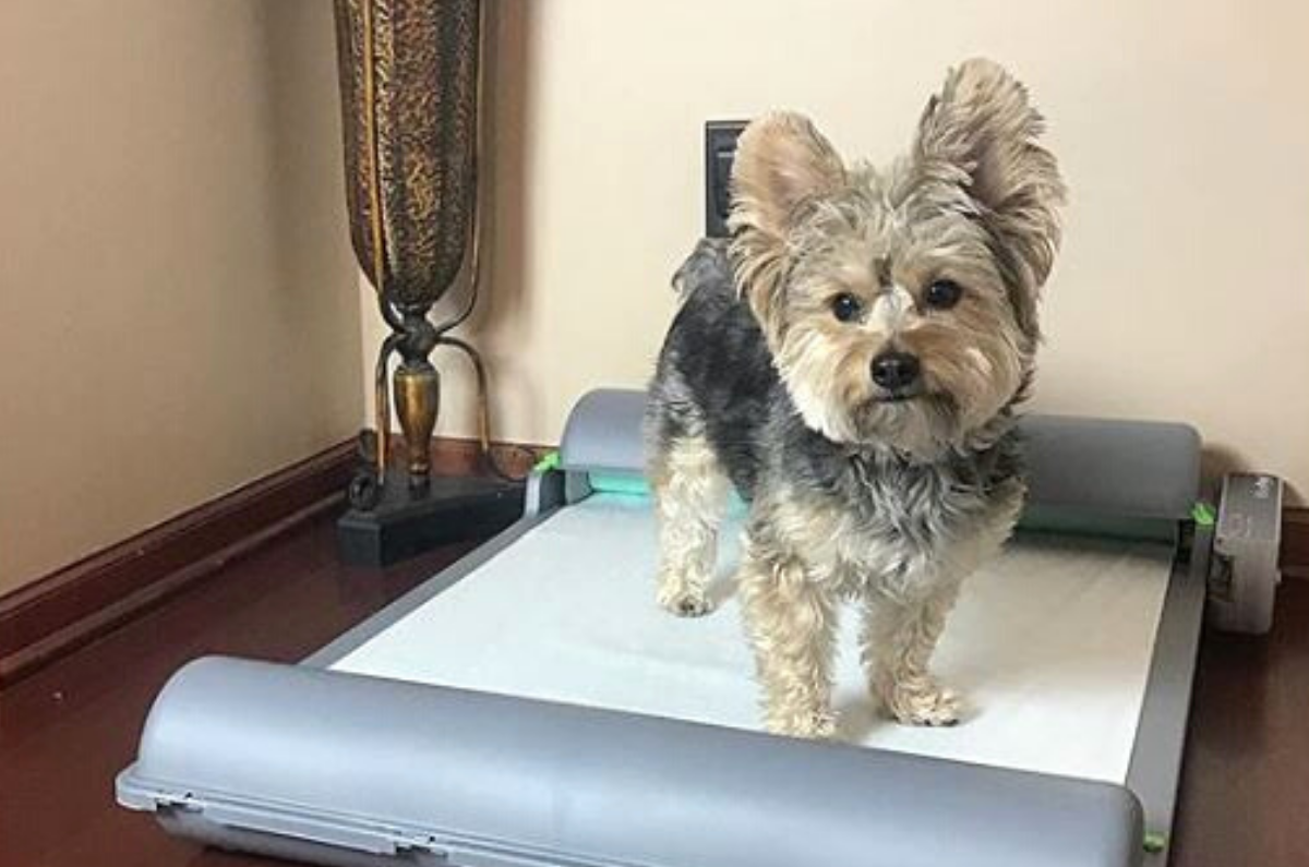 Indoor Dog Potty Solutions