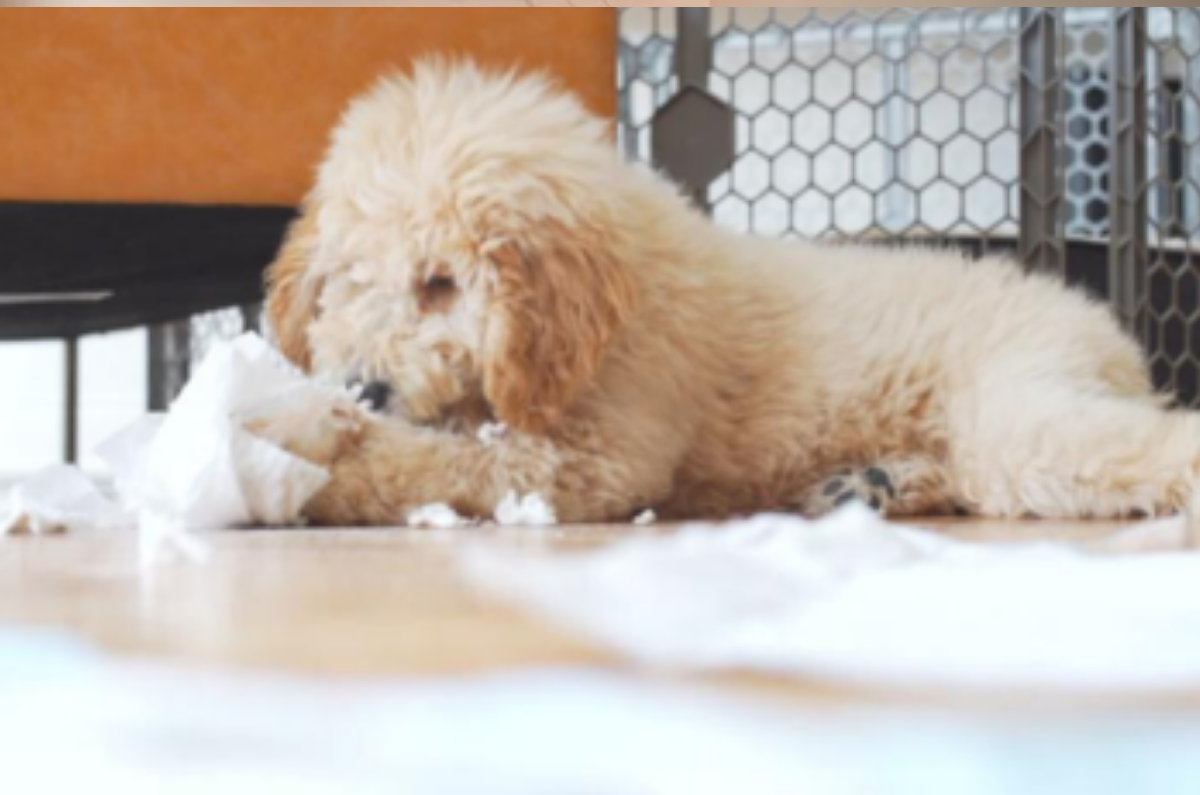 Why BrilliantPad Is The Last and Best Indoor Dog Potty You'll Ever Need