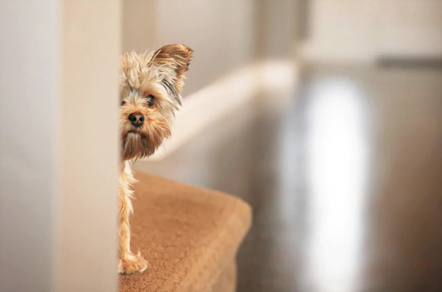 Navigating nervous dogs & BrilliantPad