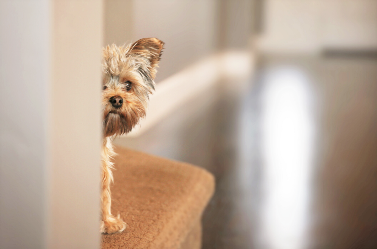 NAVIGATING NERVOUS DOGS & BRILLIANT PAD