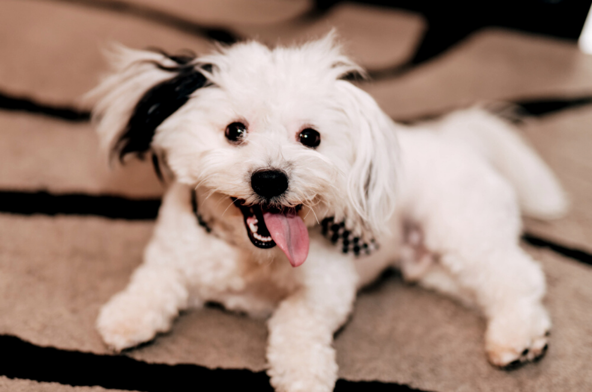 REASONS FOR INDOOR POTTY SOLUTIONS