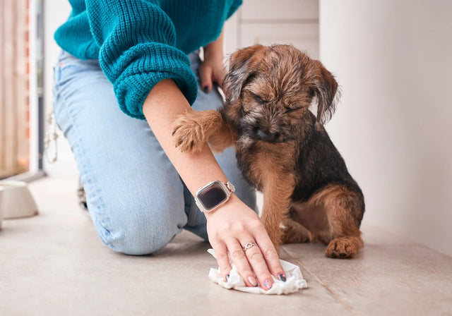 How to potty train a new puppy (without losing your mind)