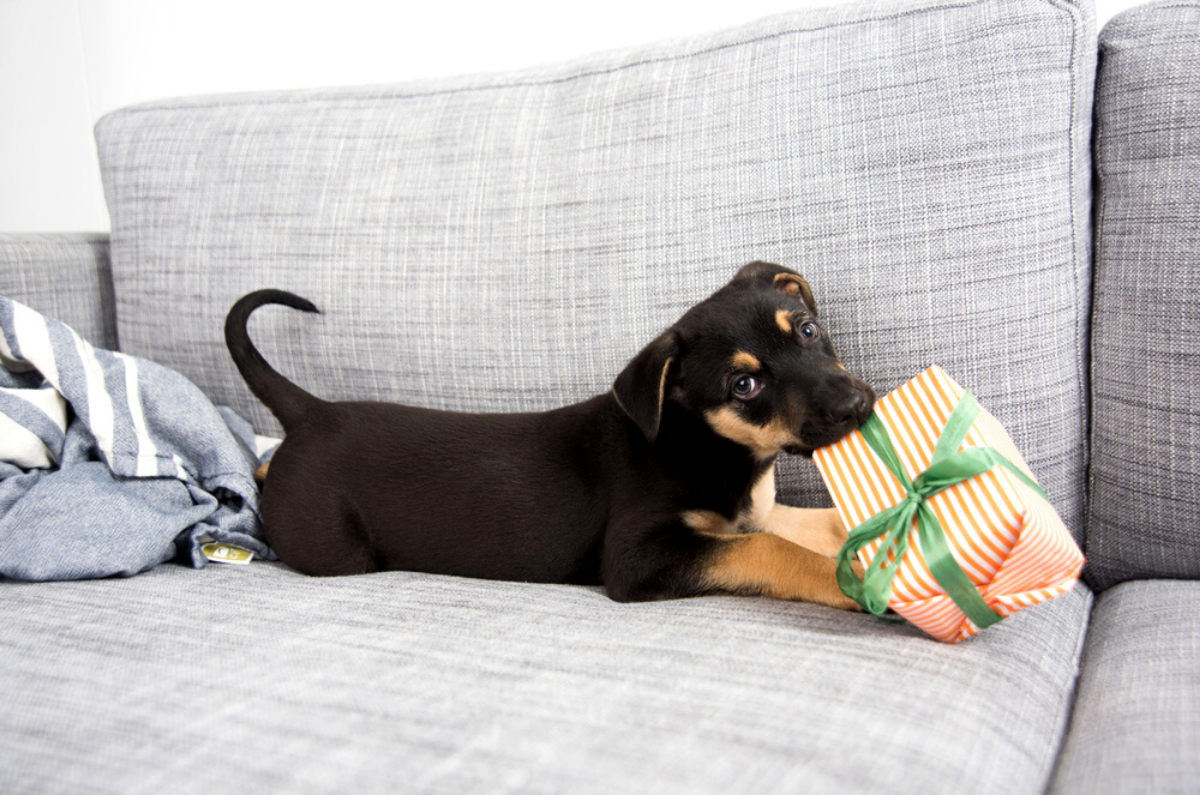 Puppy Proof Your House this Holiday