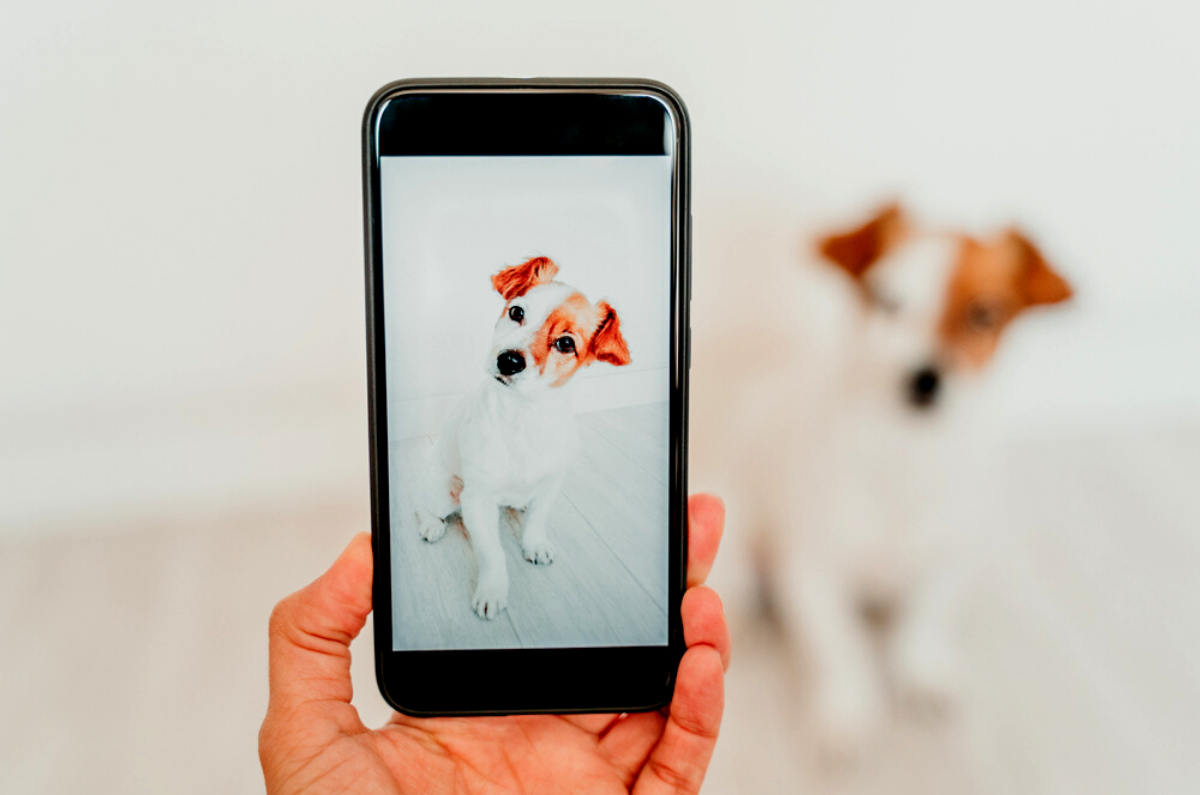 How to Take Top-Notch Photos of Your Dog