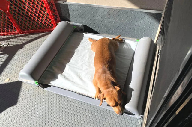 Traveling with your dog? Bring BrilliantPad