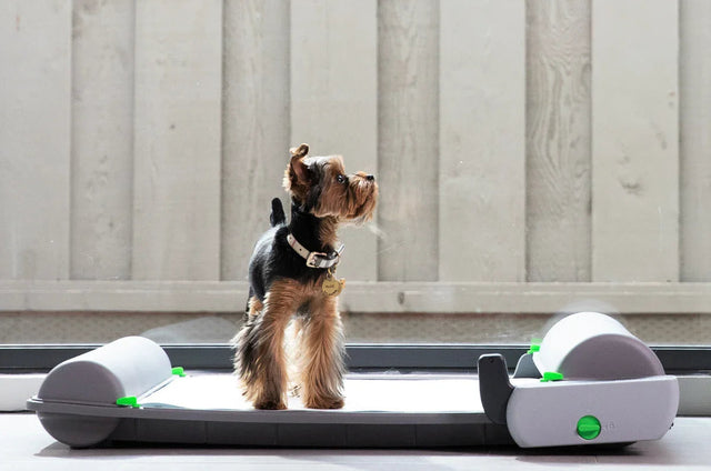 Why BrilliantPad is built for small dogs and puppies