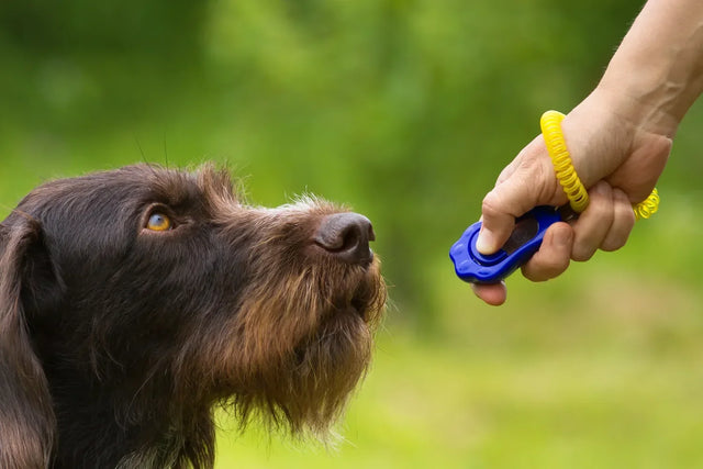 How to master clicker training for dogs