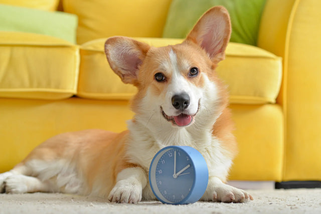 How long do dog periods last?