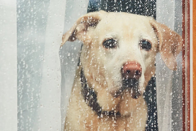 Why won’t my dog poop outside in the rain?