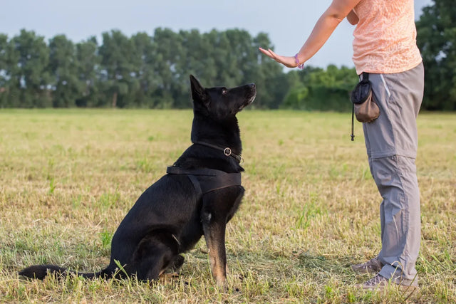 19 dog training tips you have to know