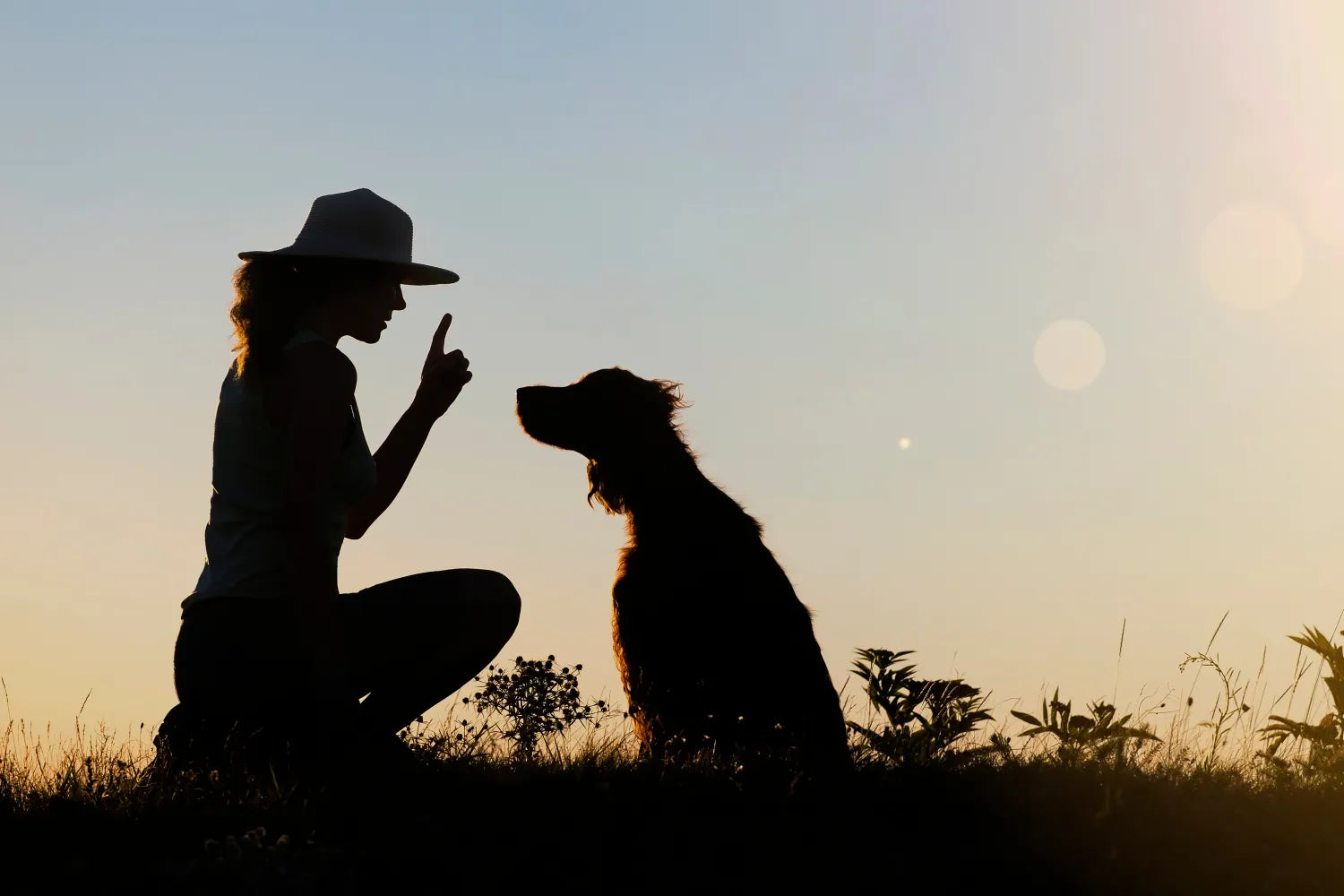 7 Different Types of Dog Training