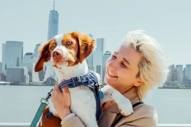 Having dogs in NYC: a complete guide
