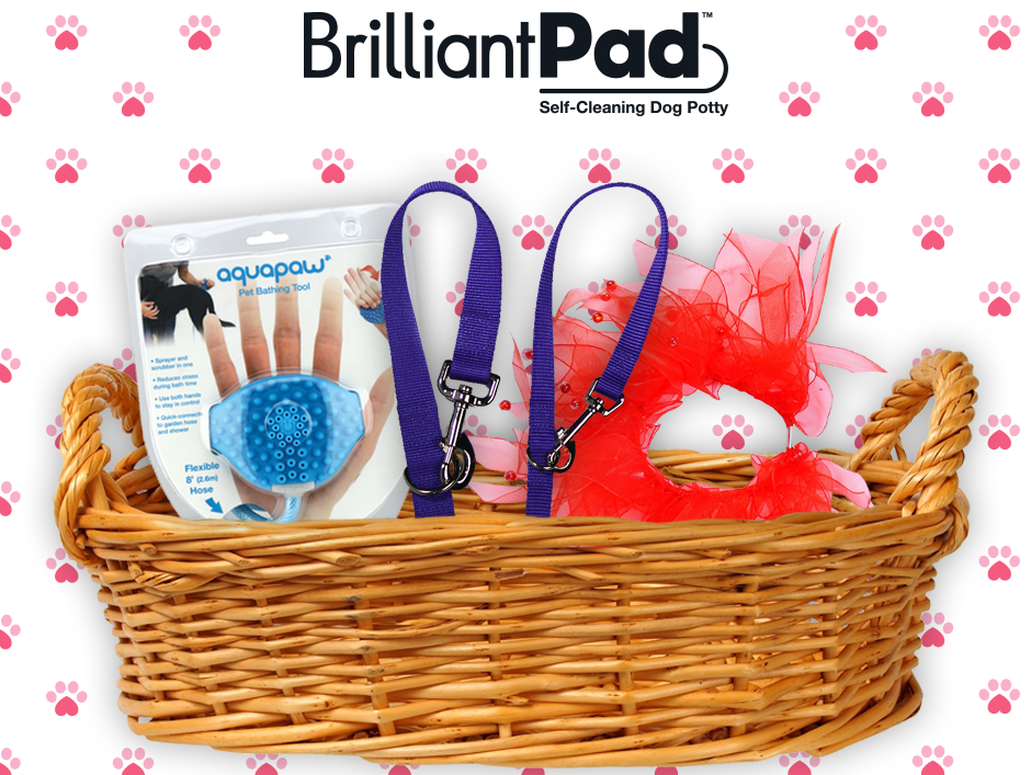 5 Must-Have Pet Products That Won’t Break Your Heart
