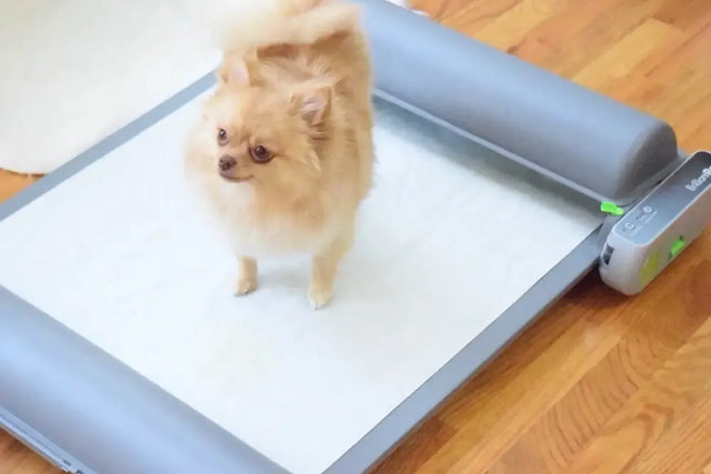 How to potty train a puppy in an apartment