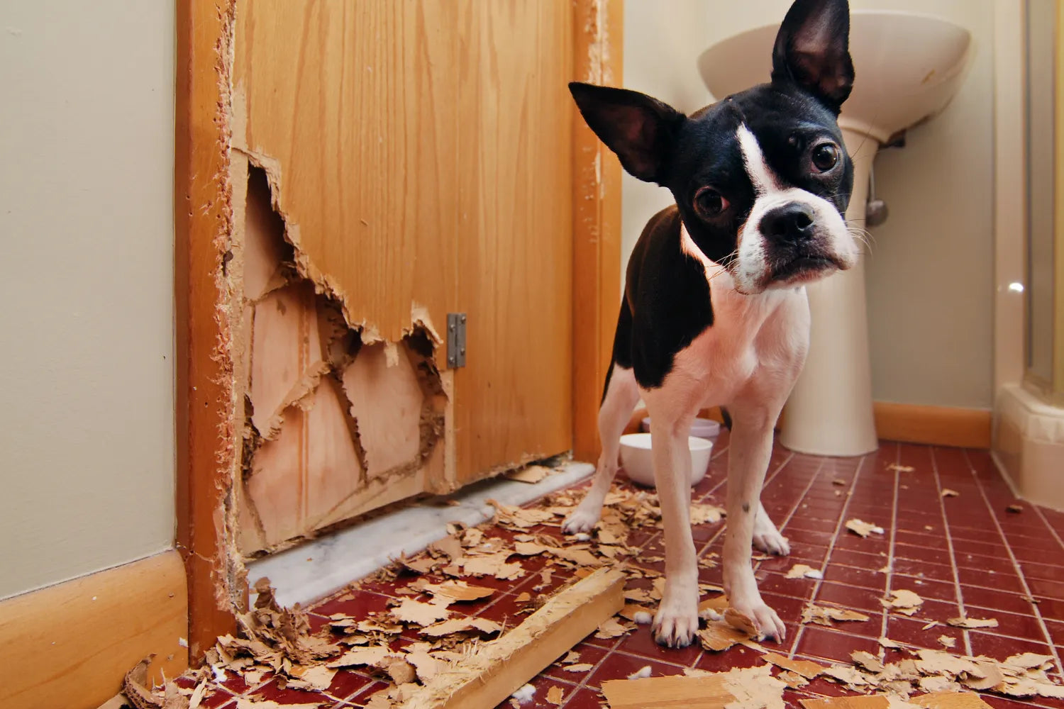 Stopping a dog from chewing best sale
