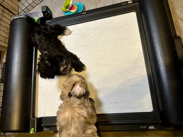 Unicovers: a game-changer for breeder whelping pens