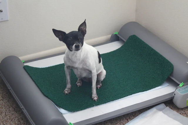 Grass pads vs. BrilliantPad: which indoor potty wins?