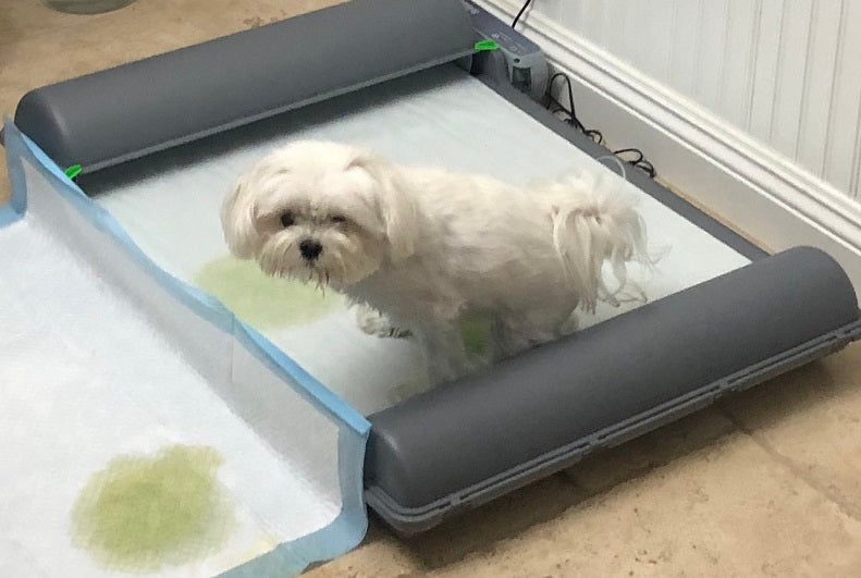 More pet parents are switching from potty pads to Brilliant Pad