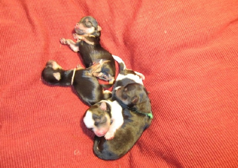 Family of Five