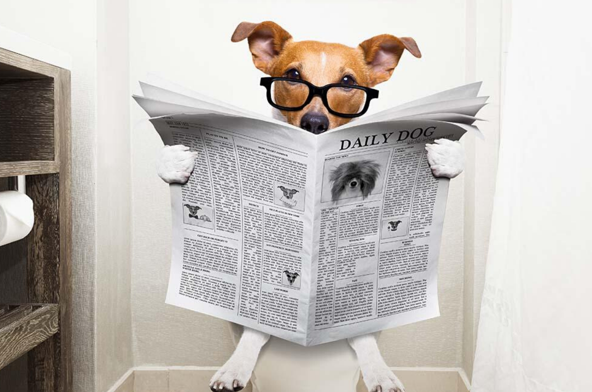 You Can Teach An Old Dog New Tricks