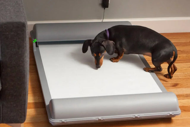 How to potty train a dog in 3 days
