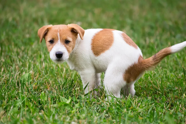 How often do puppies poop?