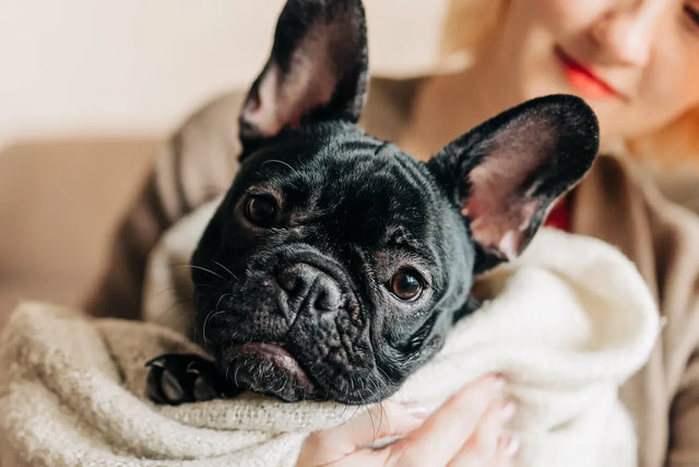 Puppy care 101: complete guide and tips