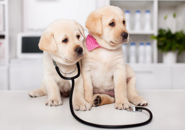 Keeping your puppy healthy: proactive steps for a strong start