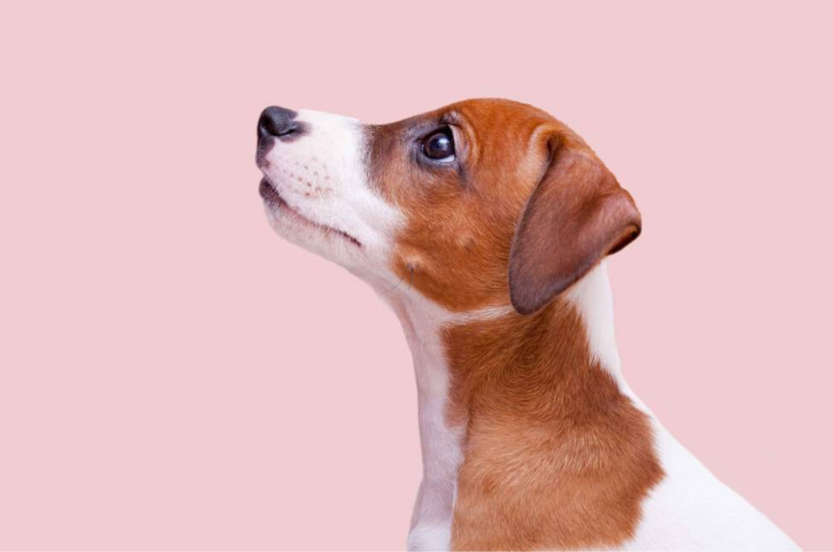 It’s Not Just Puppy Love… Actually It Is!