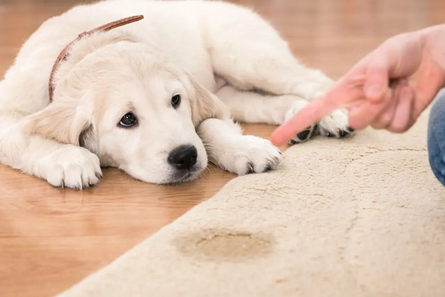 Puppy potty training schedule guide &amp; tips
