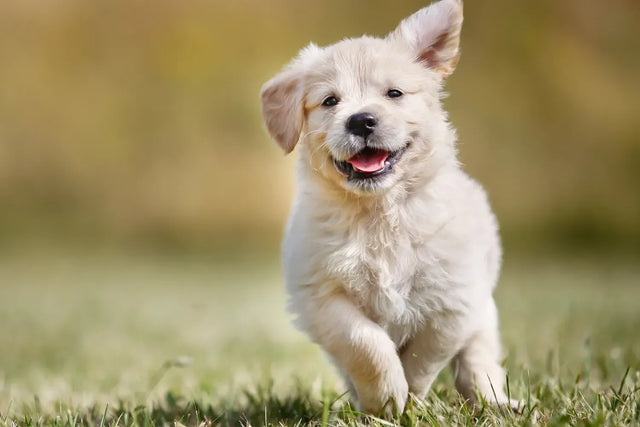 How to raise a puppy: 6 new parent tips