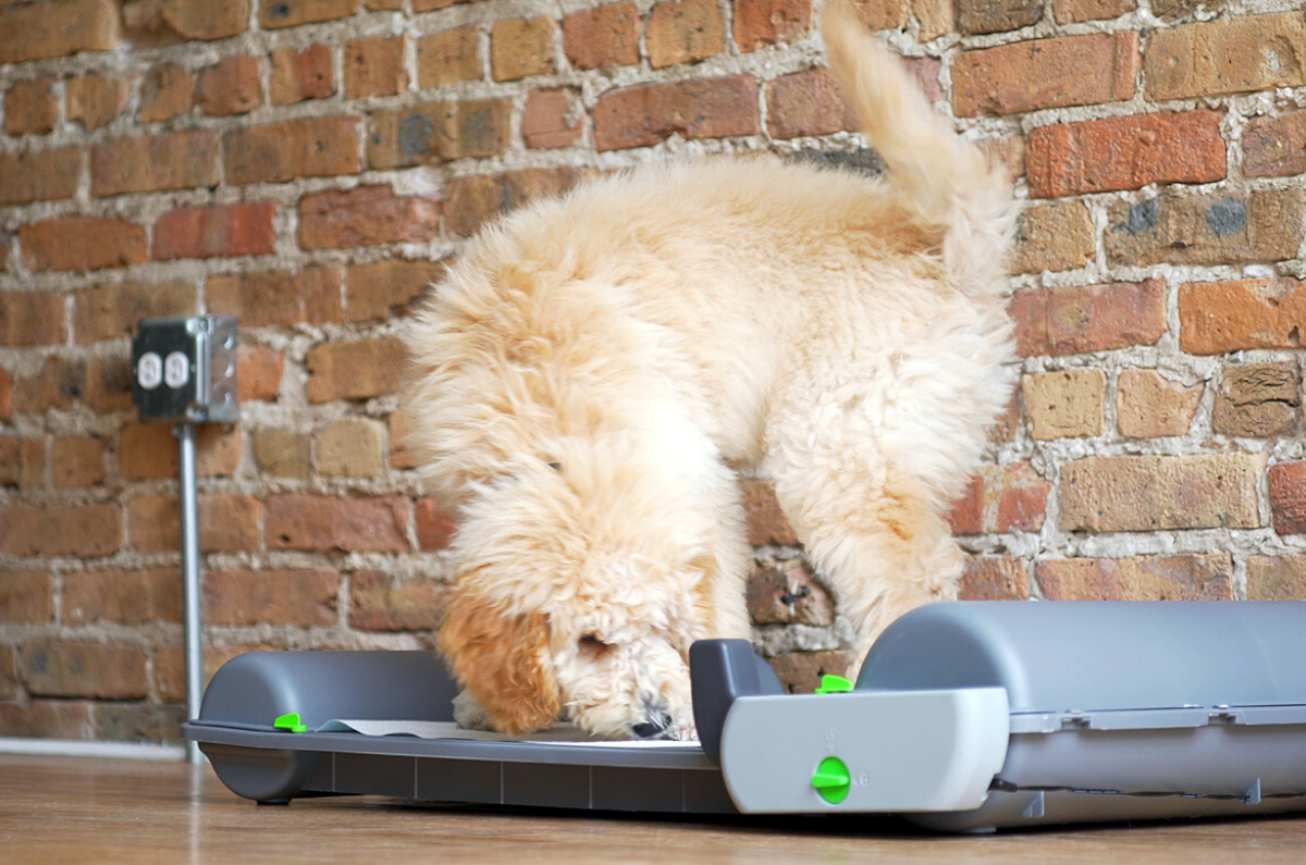 Introducing Brilliant Pad SMART