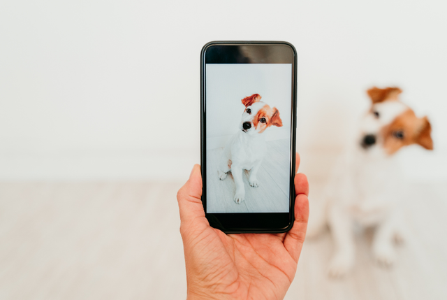 How to take better photos of your dog at home