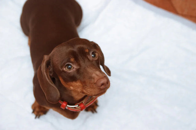 Potty training your foster dog