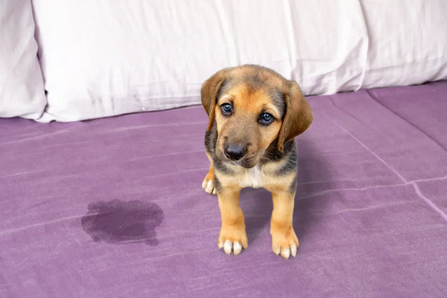 Why does my dog pee on my bed? Cleaning help