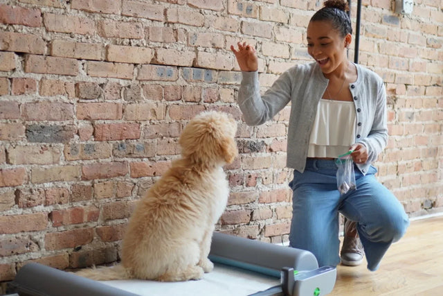 10 dog commands every puppy needs to learn