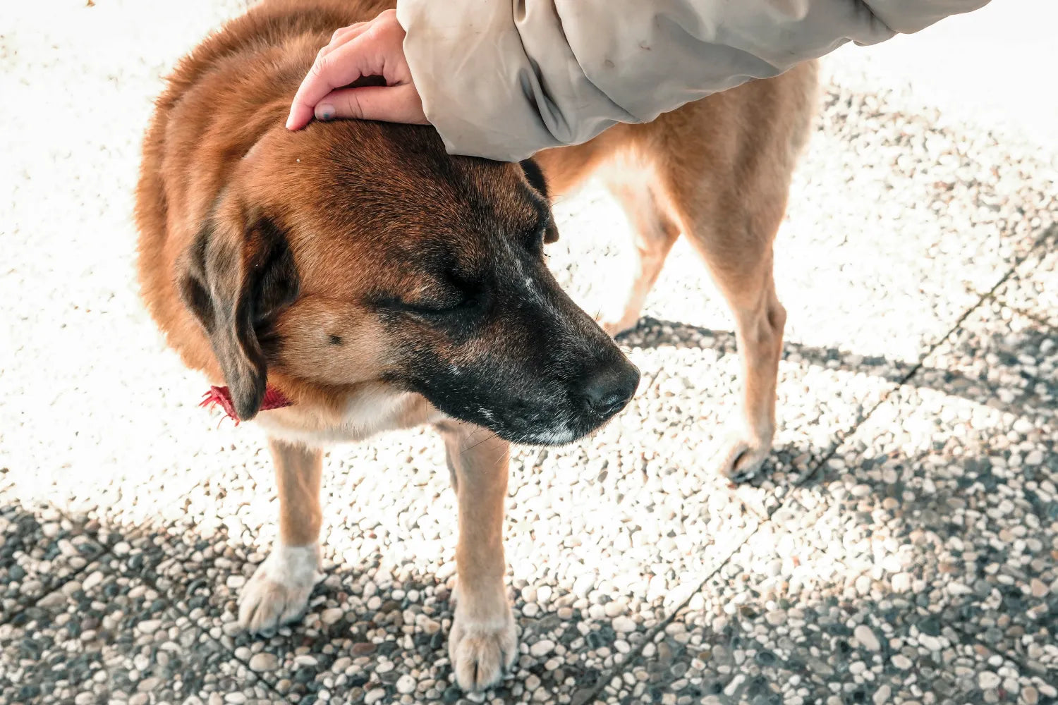 How Hot Is Too Hot For Dogs? Safety & Tips