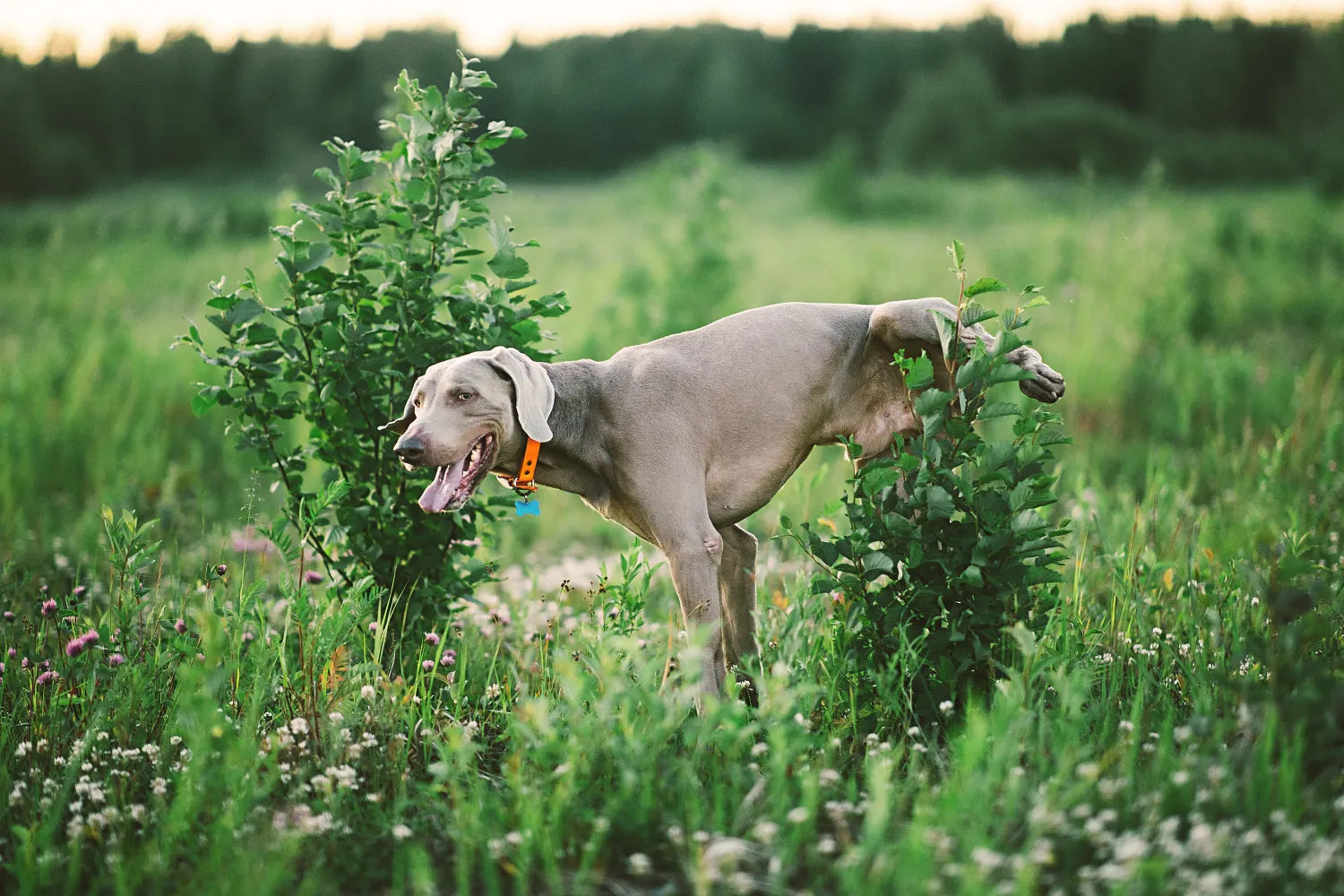 How Long Can Dogs Hold Their Pee? 